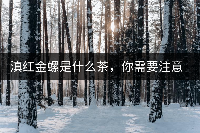 滇紅金螺是什么茶，你需要注意沖泡技巧