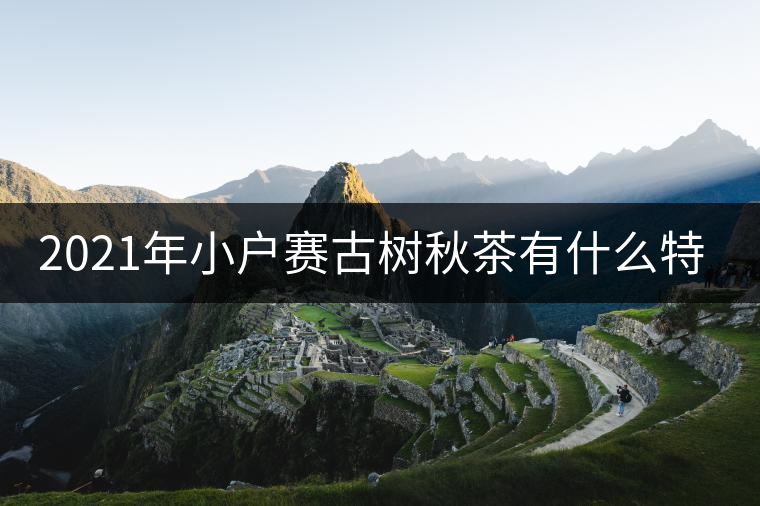 2021年小戶賽古樹秋茶有什么特點(diǎn)？