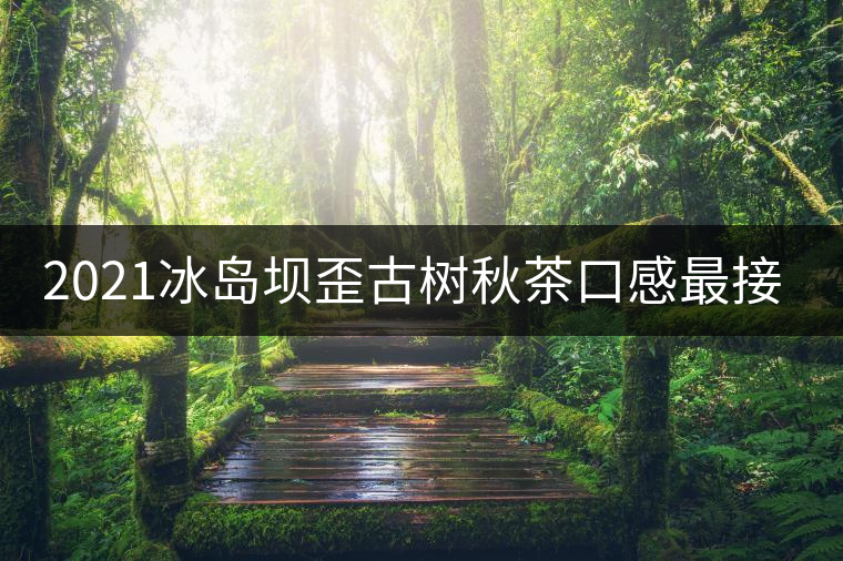 2021冰島壩歪古樹(shù)秋茶口感最接近冰島老寨！