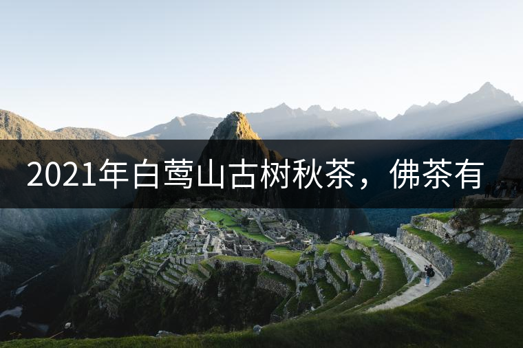 2021年白鶯山古樹秋茶，佛茶有什么魅力？