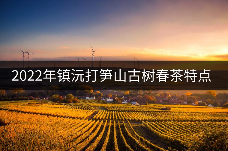 2022年鎮(zhèn)沅打筍山古樹春茶特點？