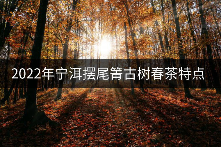2022年寧洱擺尾箐古樹春茶特點？