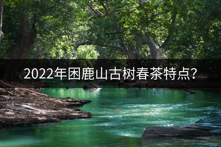 2022年困鹿山古樹春茶特點？