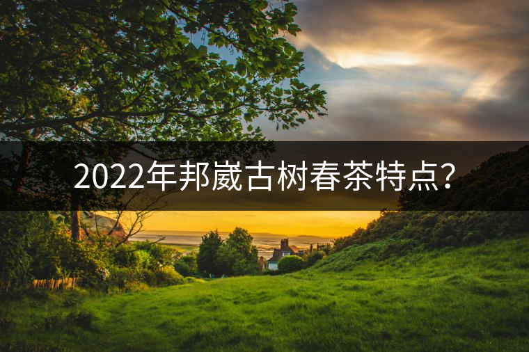 2022年邦崴古樹春茶特點？