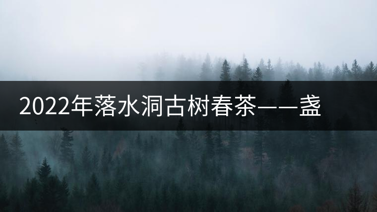 2022年落水洞古樹春茶——盞盛琥珀光，柔甜入人心
