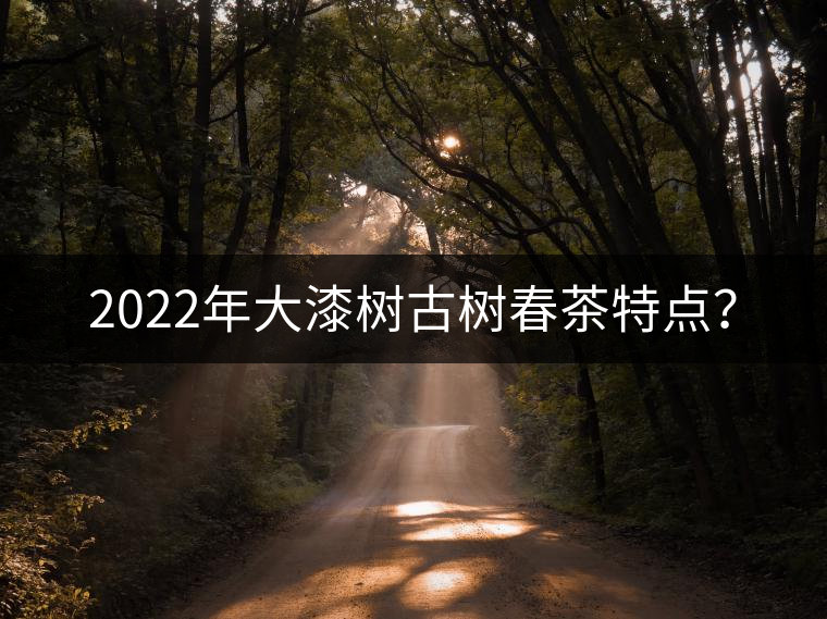 2022年大漆樹(shù)古樹(shù)春茶特點(diǎn)？