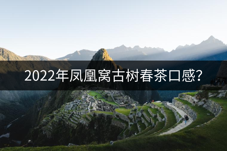 2022年鳳凰窩古樹春茶口感？