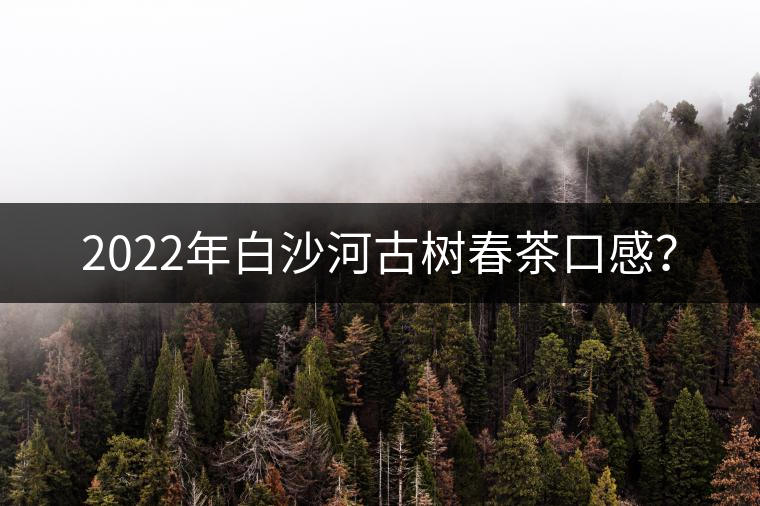 2022年白沙河古樹春茶口感？