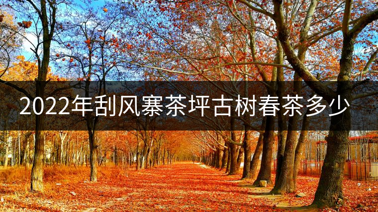 2022年刮風(fēng)寨茶坪古樹(shù)春茶多少錢(qián)一公斤？