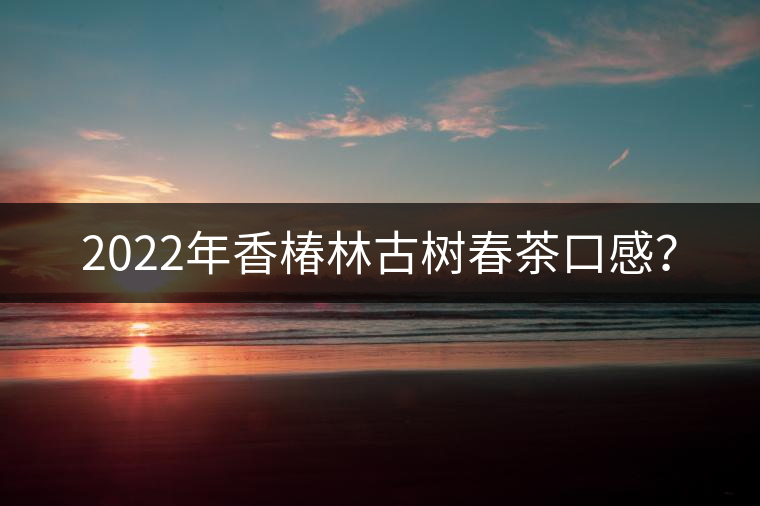 2022年香椿林古樹春茶口感？