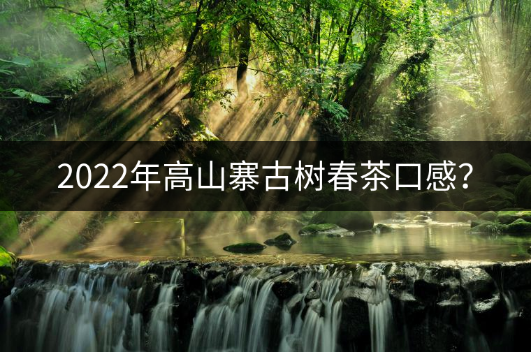 2022年高山寨古樹(shù)春茶口感？