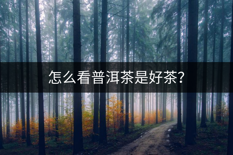 怎么看普洱茶是好茶？