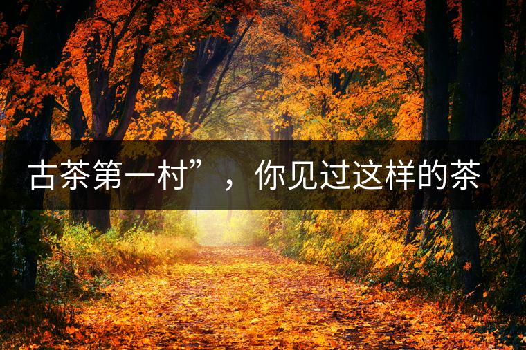 古茶第一村”，你見(jiàn)過(guò)這樣的茶樹(shù)嗎？