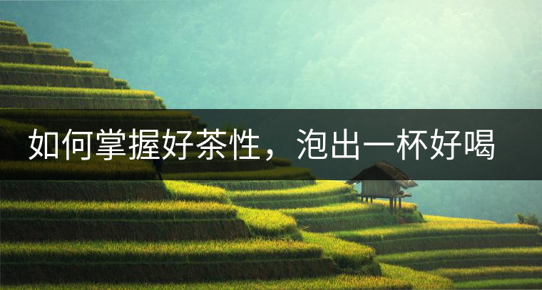 如何掌握好茶性，泡出一杯好喝的普洱熟茶？