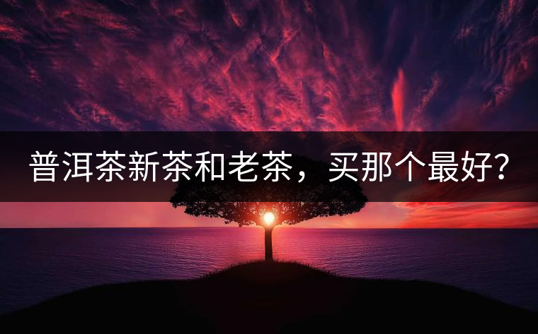普洱茶新茶和老茶，買那個最好？