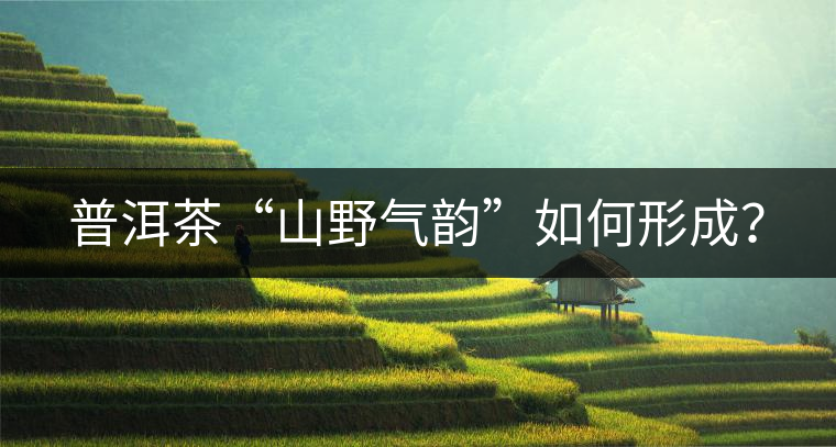 普洱茶“山野氣韻”如何形成？