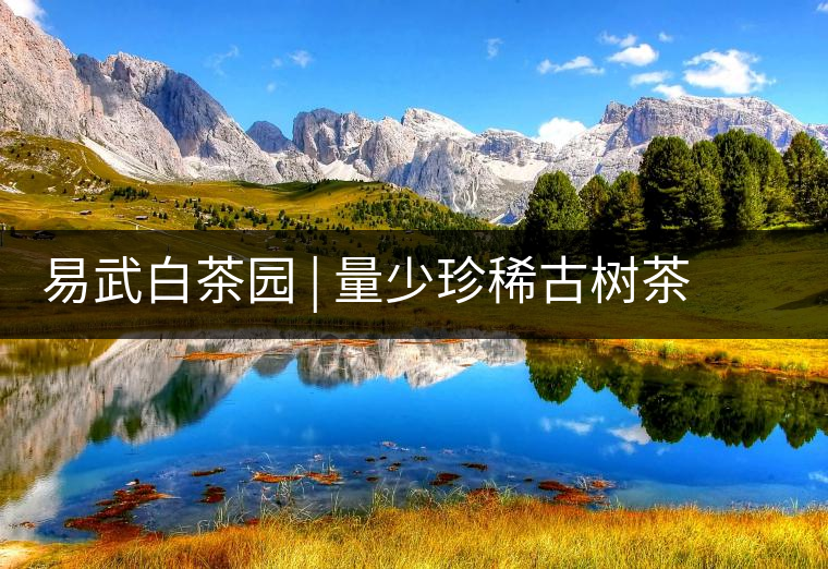 易武白茶園 | 量少珍稀古樹茶、易武茶中的佼佼者~香揚(yáng)水柔有內(nèi)質(zhì)