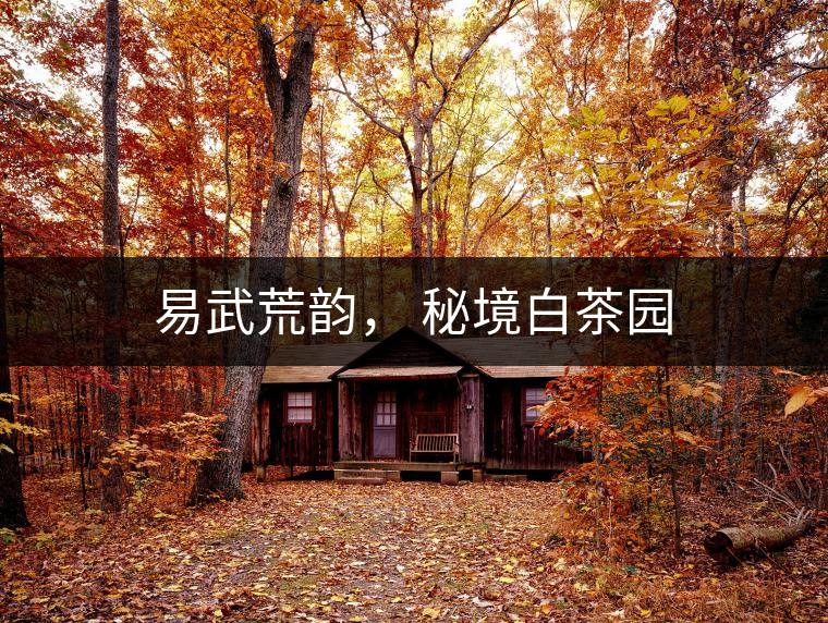 易武荒韻， 秘境白茶園