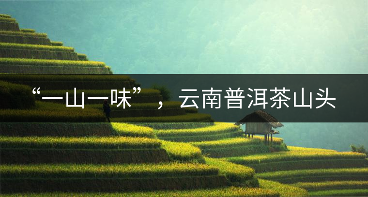 “一山一味”，云南普洱茶山頭茶的真實意義！