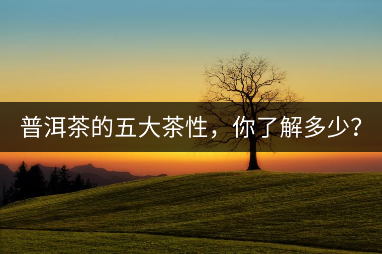 普洱茶的五大茶性，你了解多少？