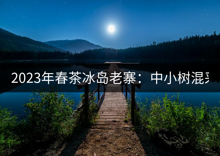 2023年春茶冰島老寨：中小樹混采2500-3000元／公斤，大樹：7000-8000元／公斤，古樹混采：28000-36000元／公斤
