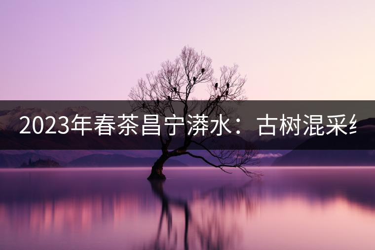 2023年春茶昌寧漭水：古樹混采純料480-600元／公斤，大樹360-420元／公斤，臺地260-300元／公斤，古樹單株均價880-1200元／公斤。