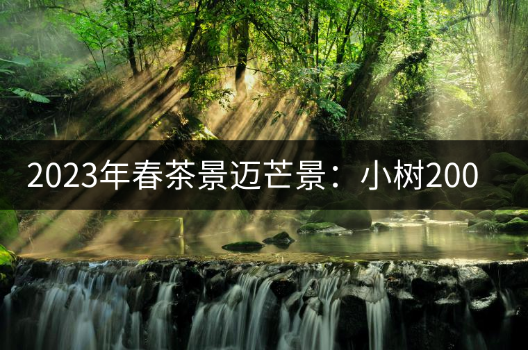 2023年春茶景邁芒景：小樹(shù)200元／公斤，古樹(shù)：600-800元／公斤