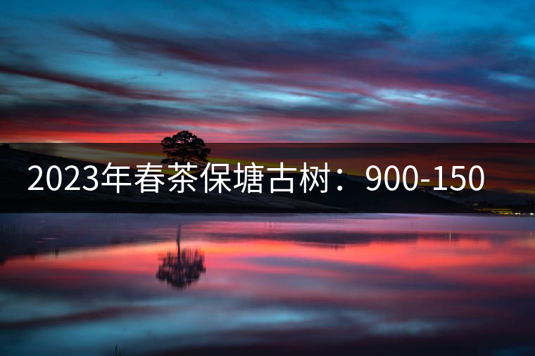 2023年春茶保塘古樹:900-1500元/公斤 2023年春茶保塘古樹:900-1500元/公斤