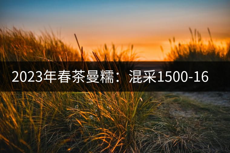 2023年春茶曼糯：混采1500-1600元／公斤，挑采2000-2400元／公斤