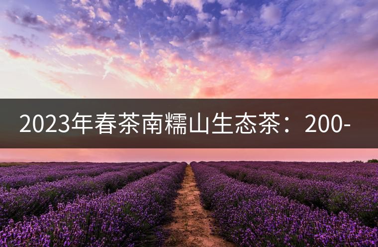 2023年春茶南糯山生態(tài)茶：200-300元／公斤，古樹：900-1500元／公斤