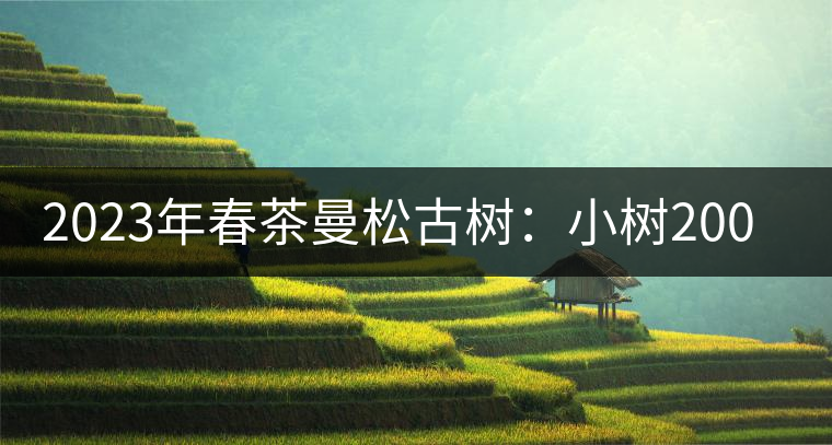 2023年春茶曼松古樹：小樹2000元／公斤，古樹：40000元／公斤