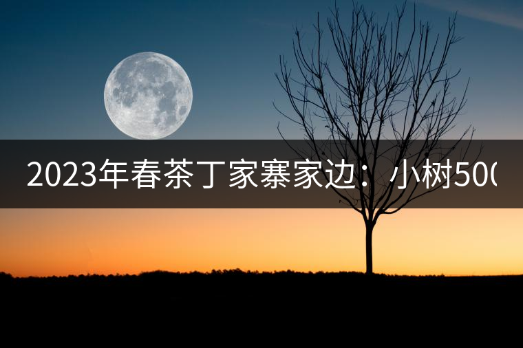 2023年春茶丁家寨家邊：小樹500元／公斤，古樹1500-1600元／公斤