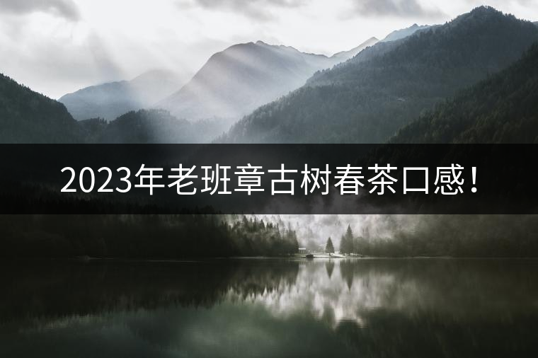2023年老班章古樹(shù)春茶口感！