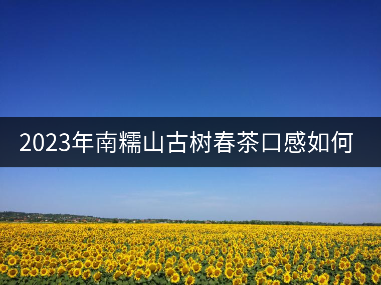 2023年南糯山古樹春茶口感如何？