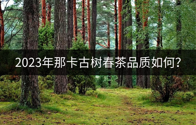 2023年那卡古樹(shù)春茶品質(zhì)如何？