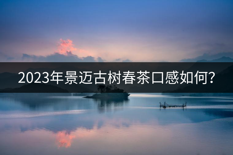 2023年景邁古樹春茶口感如何？