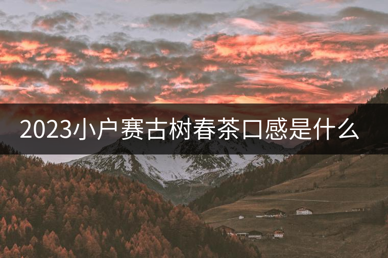 2023小戶賽古樹春茶口感是什么？