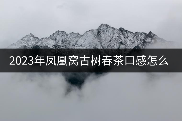 2023年鳳凰窩古樹春茶口感怎么樣？