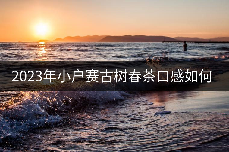 2023年小戶賽古樹春茶口感如何？