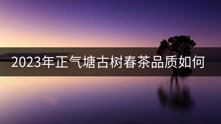 2023年正氣塘古樹春茶品質(zhì)如何？