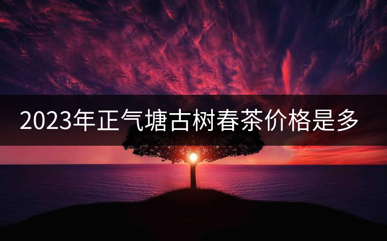 2023年正氣塘古樹(shù)春茶價(jià)格是多少?