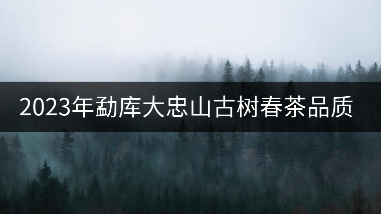 2023年勐庫大忠山古樹春茶品質(zhì)怎么樣？