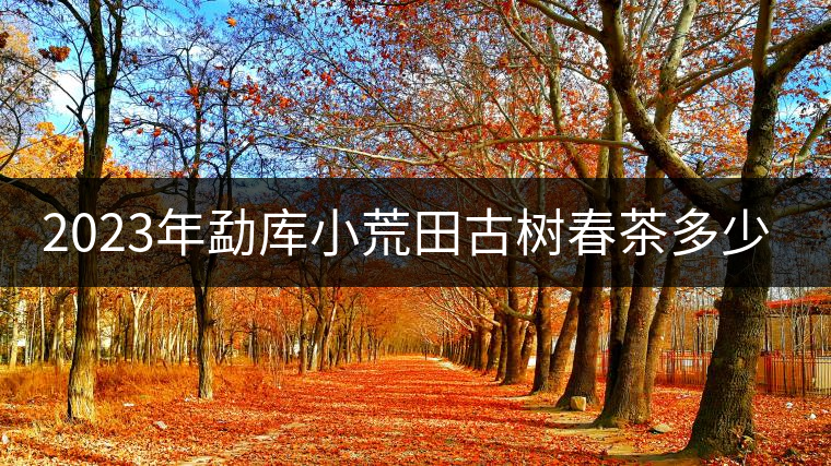2023年勐庫(kù)小荒田古樹春茶多少一公斤？