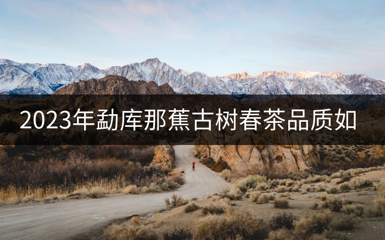 2023年勐庫那蕉古樹春茶品質如何？