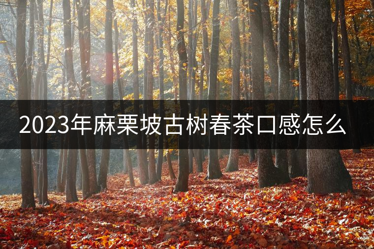 2023年麻栗坡古樹春茶口感怎么樣？