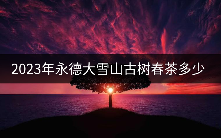 2023年永德大雪山古樹春茶多少一公斤？