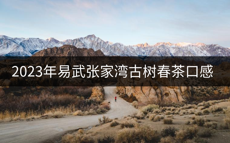 2023年易武張家灣古樹春茶口感怎么樣？