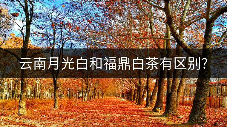 云南月光白和福鼎白茶有區(qū)別? 云南月光白和福鼎白茶有區(qū)別?