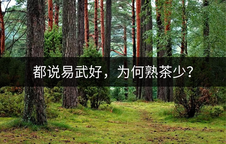 都說易武好，為何熟茶少？