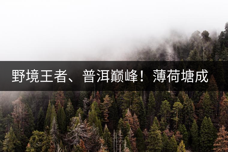 野境王者、普洱巔峰！薄荷塘成為普洱無冕之王的十大原因